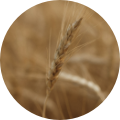 Wheat