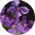 Allantoin